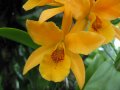 IMG_8865-orchid 