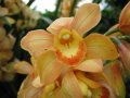 IMG_8919-orchid 