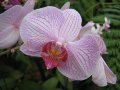 IMG_8934-orchid 