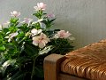 IMG_2934-2