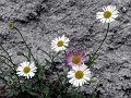 IMG_2201-2